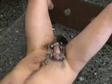 cock clamp