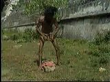 ejercicio peneano
